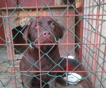 Psia karanténa / Hnedý labrador