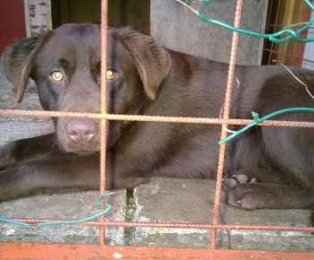 Psia karanténa / Hnedý labrador