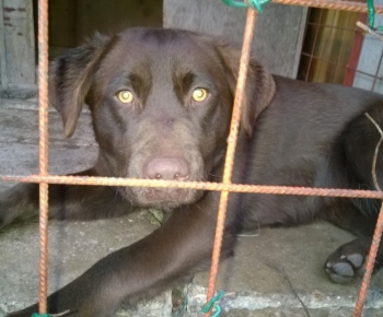 Psia karanténa / Hnedý labrador