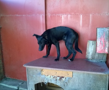 Psia karanténa / Šteňa labradora