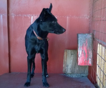 Psia karanténa / Šteňa labradora