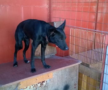 Psia karanténa / Šteňa labradora