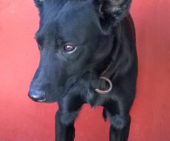 Psia karanténa / Šteňa labradora