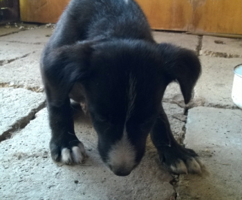 Psia karanténa / Odložené šteňa