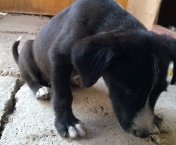 Psia karanténa / Odložené šteňa