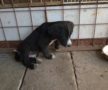 Psia karanténa / Odložené šteňa