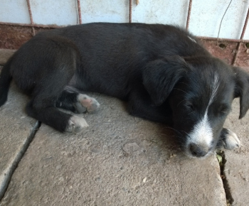 Psia karanténa / Odložené šteňa