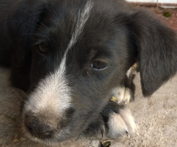 Psia karanténa / Odložené šteňa