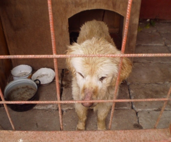 Psia karanténa / Čuvač