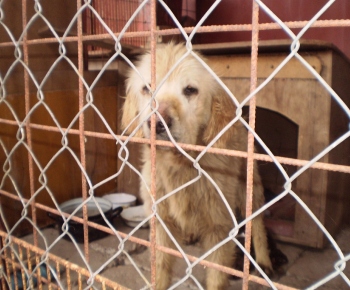 Psia karanténa / Čuvač