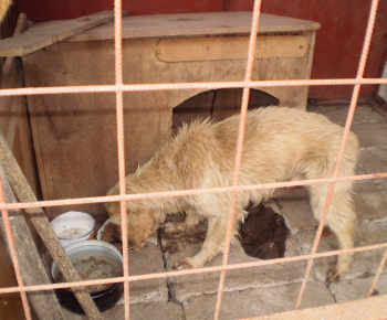 Psia karanténa / Čuvač