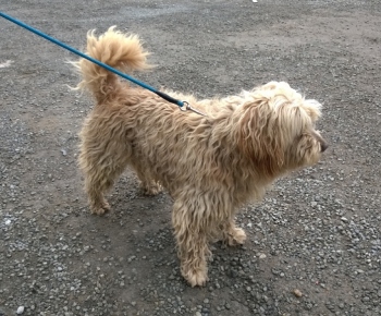 Psia karanténa / Huňáč