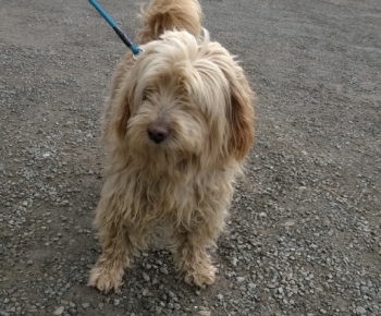 Psia karanténa / Huňáč