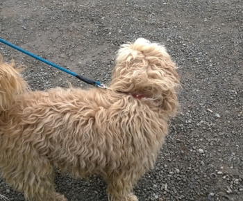 Psia karanténa / Huňáč