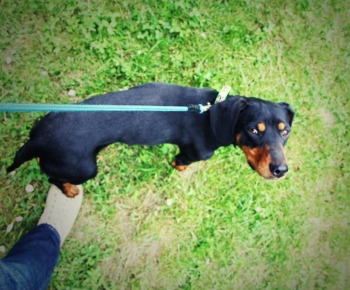 Psia karanténa / Fenka kopova