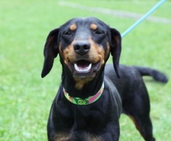 Psia karanténa / Fenka kopova