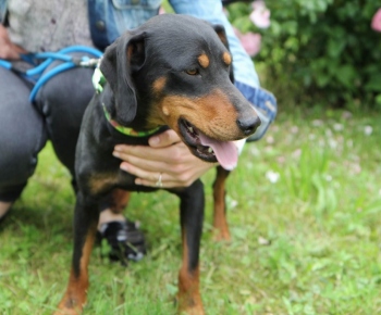 Psia karanténa / Fenka kopova