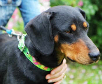 Psia karanténa / Fenka kopova