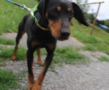 Psia karanténa / Fenka kopova