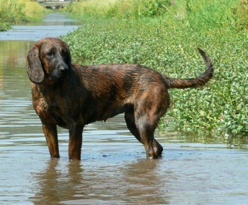 Psia karanténa / Zabehnuté sučky